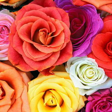 Схема вышивки «Разноцветье роз»