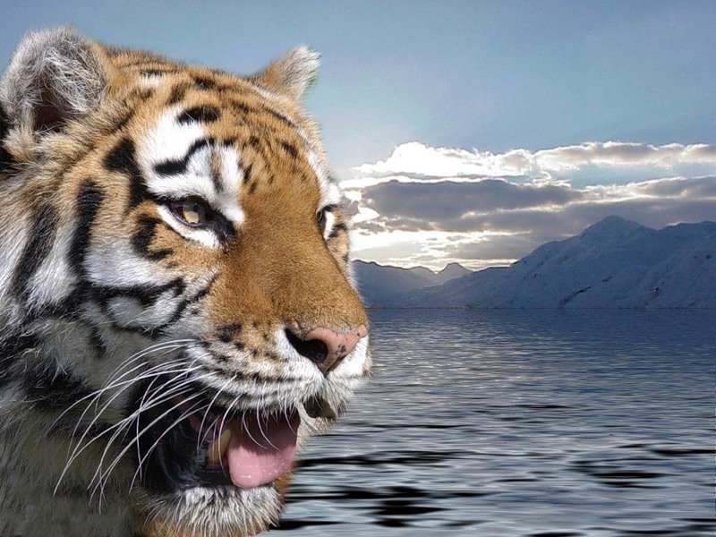тигр - тигр - оригинал