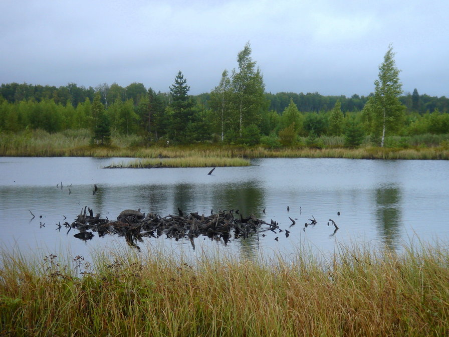 Озера в Ивановской области - озеро, природа, пейзаж - оригинал