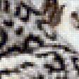Предпросмотр схемы вышивки «Снежные барсы» (№1275153)