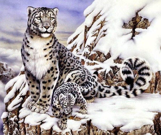 Снежные барсы - леопард, барс, животные, хищник - оригинал