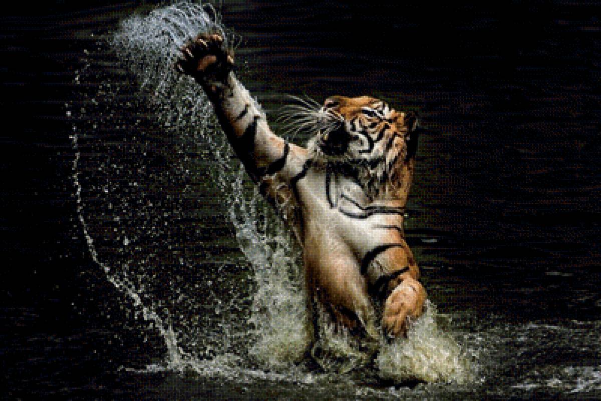Тигр в воде - предпросмотр