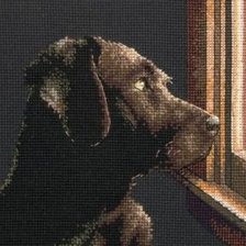 Pondering Pup
