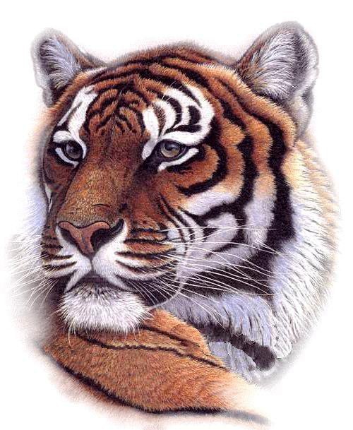 Тигр - животные, дикие кошки - оригинал