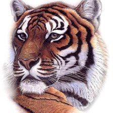 Оригинал схемы вышивки «Тигр» (№1278367)