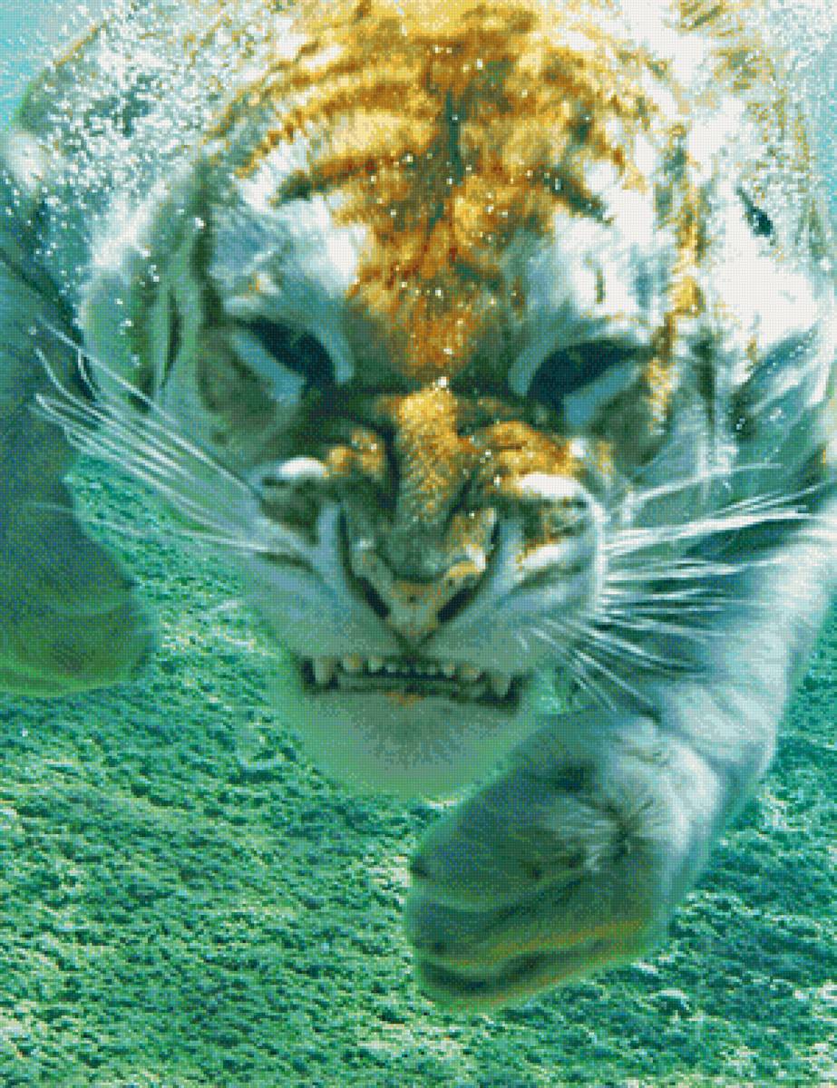 тигр - тигр в воде - предпросмотр