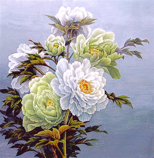 Китайские пионы - цветы, пионы - оригинал