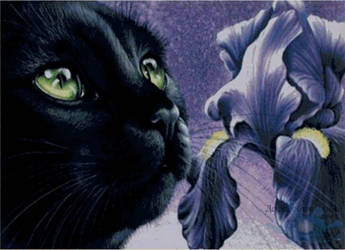 фиолетовое чудо - кот, цветы, ирис - предпросмотр