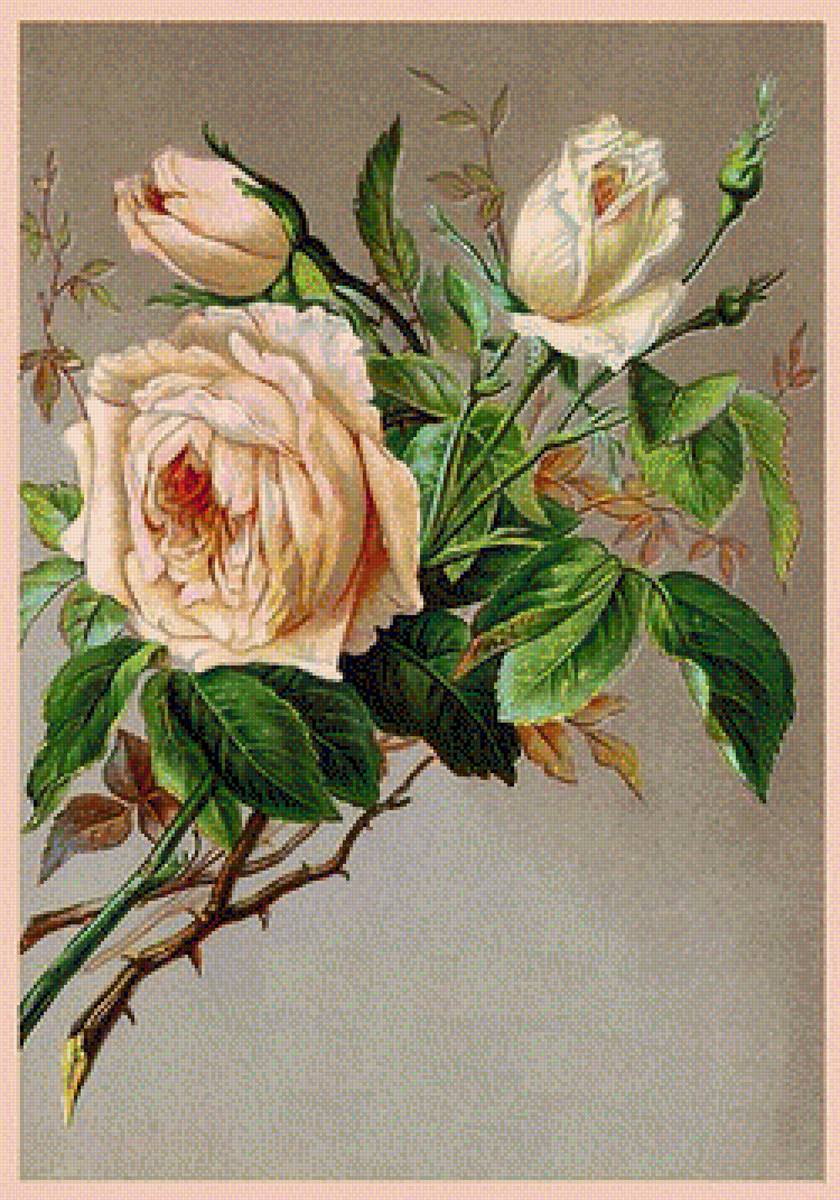 розы - старая открытка, розы - предпросмотр