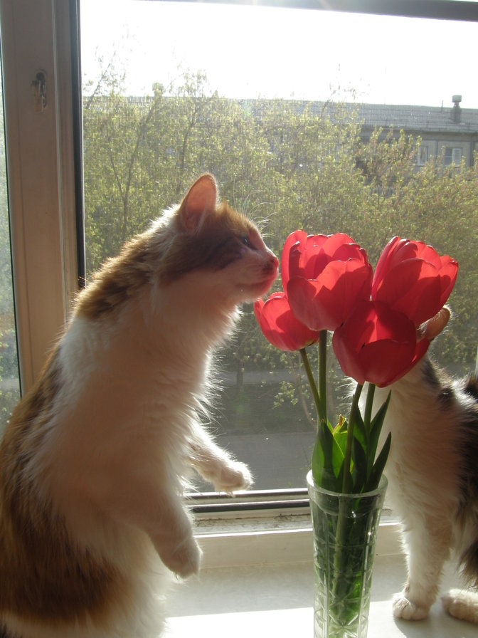 Моя любовь - ручная работа, тюльпаны в вазе, вышивка крестом, окно, коты - оригинал