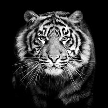 Схема вышивки «Красавец тигр»