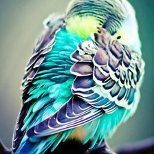 Схема вышивки «попугайчик»
