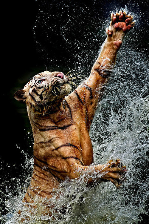 Тигр - вода, тигр - оригинал