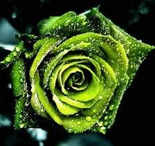 Zöld rózsa