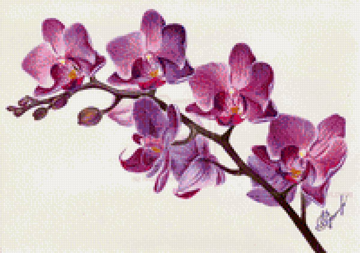 Веточка - орхидеи - предпросмотр