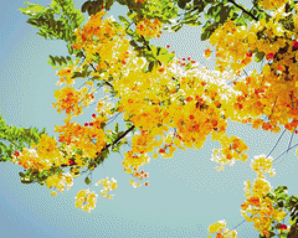 Цветущая ветка на фоне неба - желтый, солнце, ветка, дерево, радость, голубой - предпросмотр