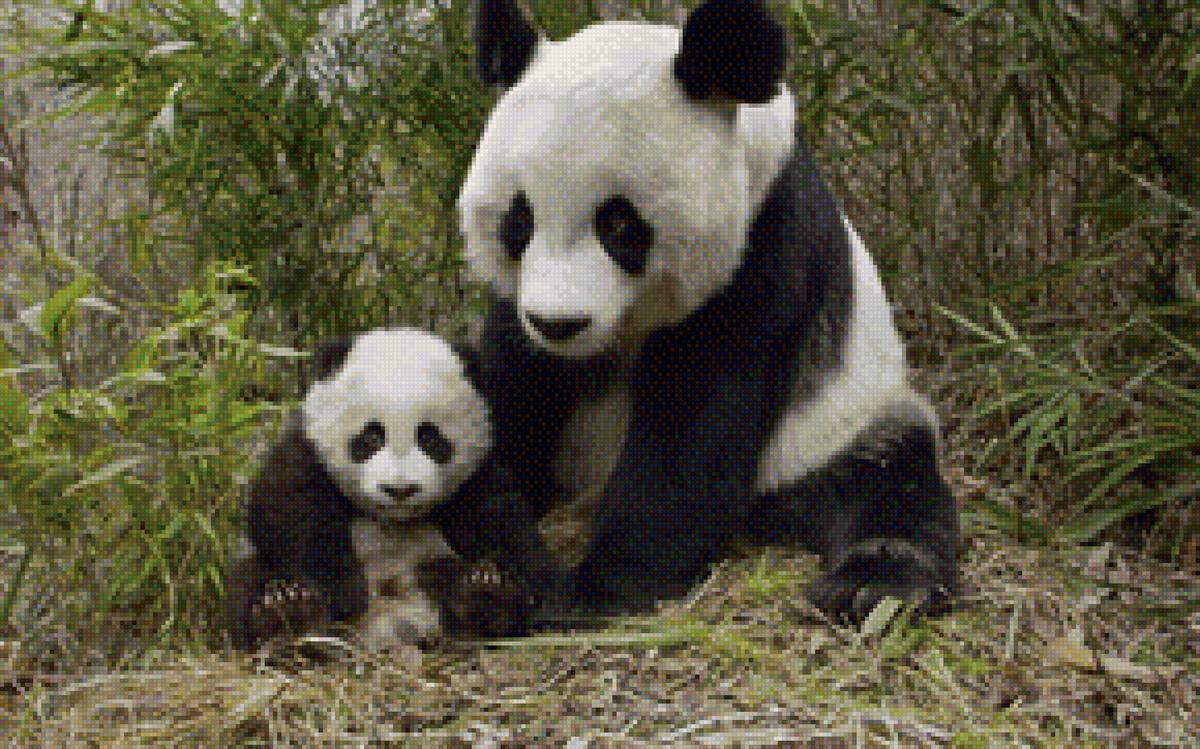 панда с детенышем - предпросмотр