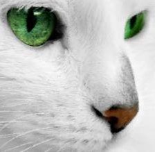Оригинал схемы вышивки «Белый кот с зелеными глазами» (№1297952)