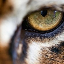 Схема вышивки «Глаз тигра»