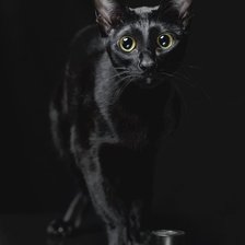 Оригинал схемы вышивки «Черный кот» (№1298152)