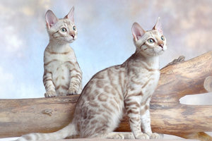 Снежные бенгалы - кот, кошка, животные - оригинал