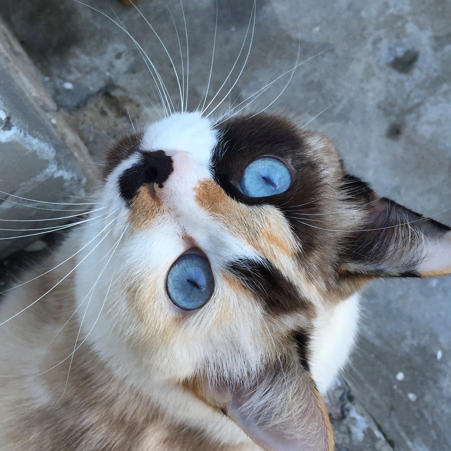 Ванечка - котенок, kitten, blue eye, кошка, cat, белая кошка - оригинал