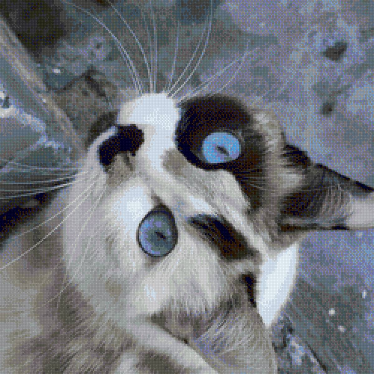 Ванечка - blue eye, кошка, kitten, котенок, белая кошка, cat - предпросмотр