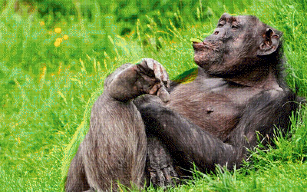 Самец, однако! - шимпанзе, обезьяна. - предпросмотр