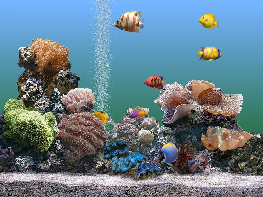Аквариум - аквариум, риф, рыьы - оригинал