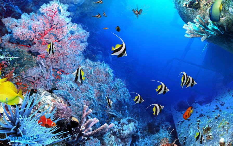 подводный мир - риф, рыбы, море - оригинал