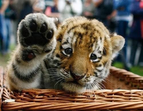 Тигрёнок - тигр, животные, тигренок - оригинал