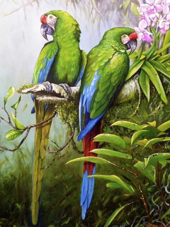 zelený papagáji - оригинал