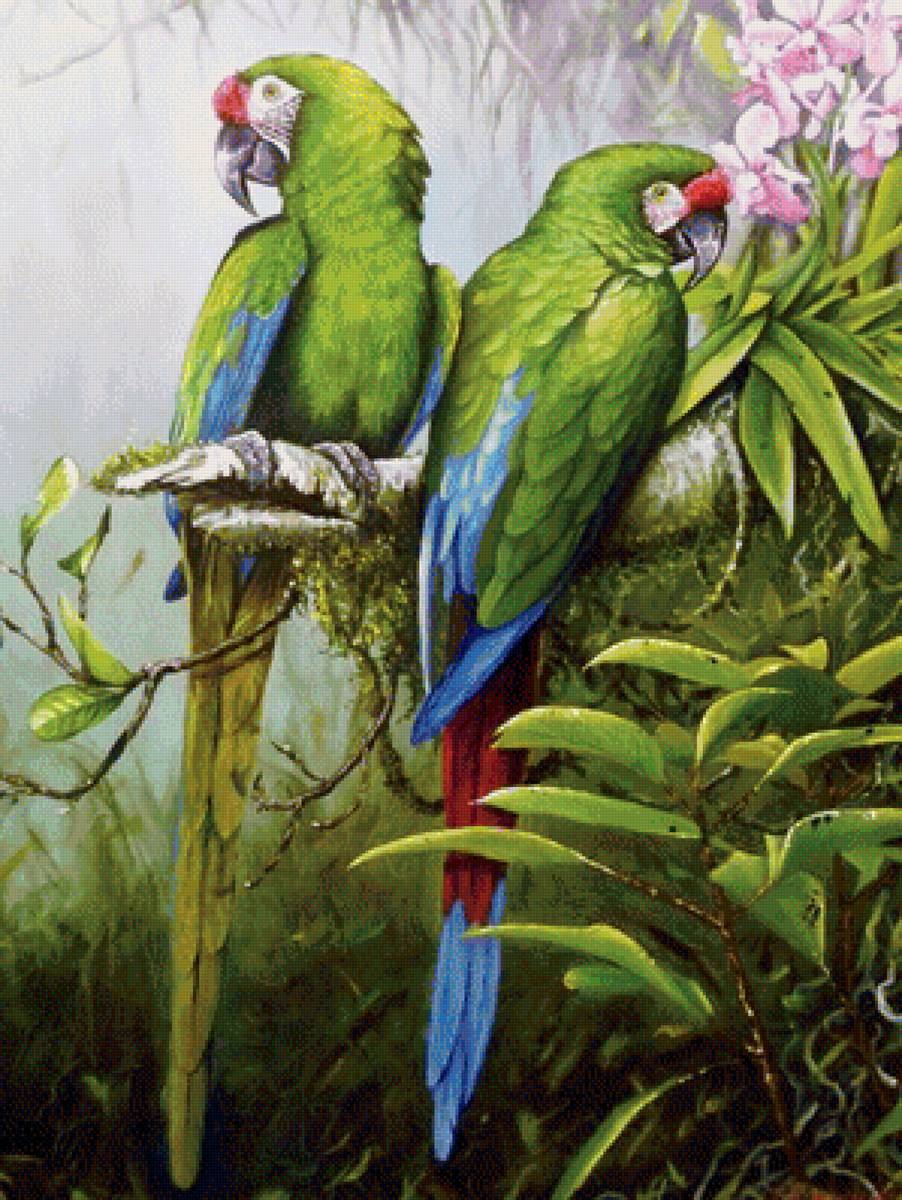 zelený papagáji - предпросмотр