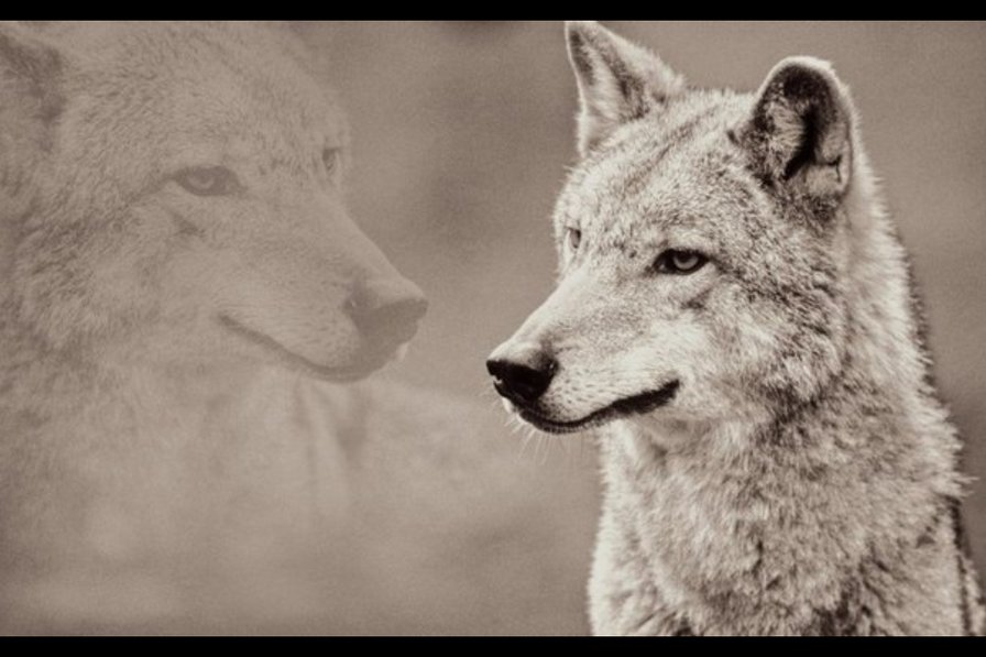 Волк - одиночество, прошлое, тень, он, волк - оригинал