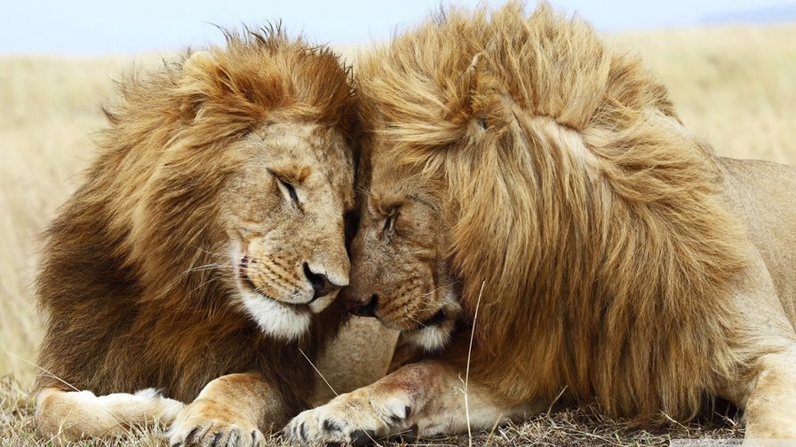 Львиная любовь - пустыня, царь зверей, львы, лев - оригинал