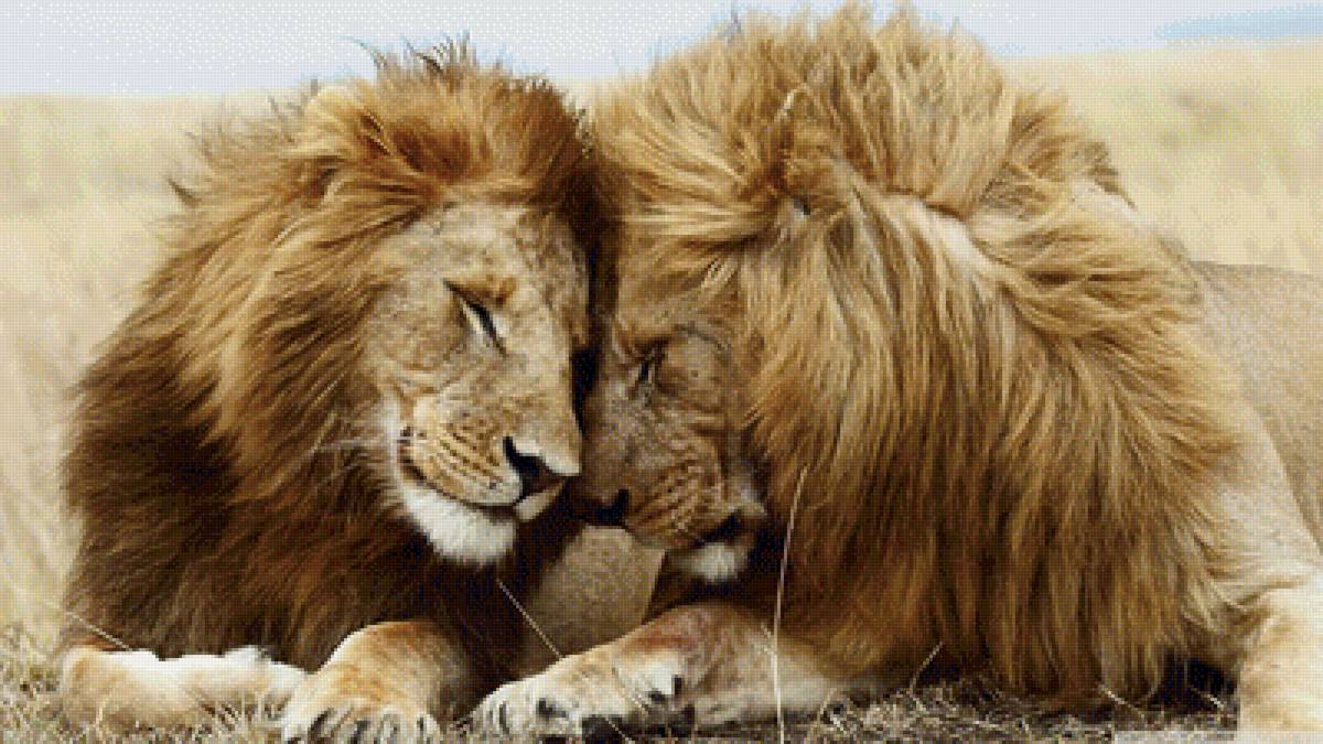 Львиная любовь - царь зверей, лев, львы, пустыня - предпросмотр
