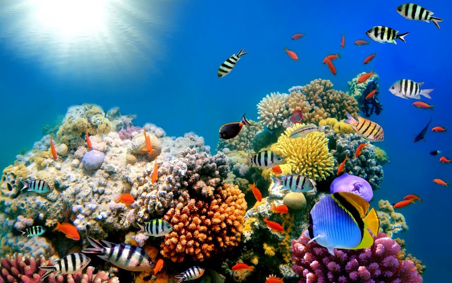 коралловый риф - кораллы, рыбки, море - оригинал