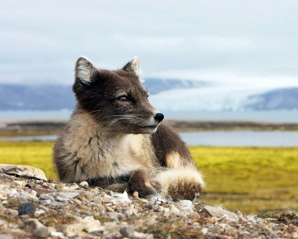арктическая лиса - природа, лиса, животные - оригинал