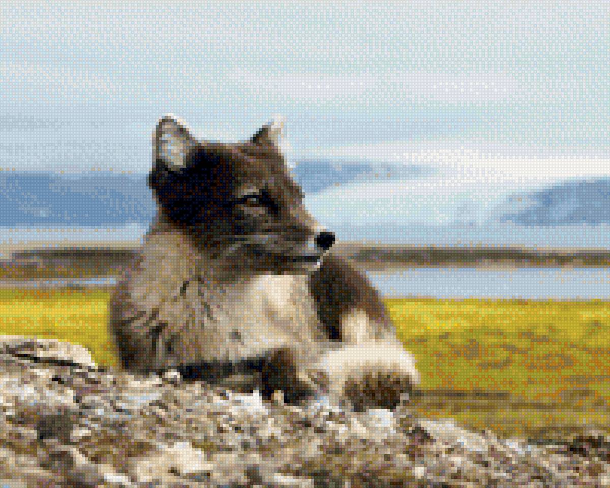 арктическая лиса - лиса, животные, природа - предпросмотр