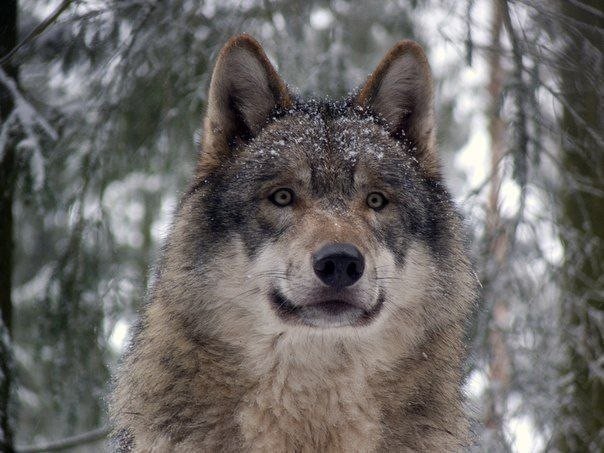 волк2 - животные, природа, волк, зима - оригинал