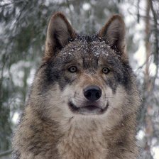 волк2