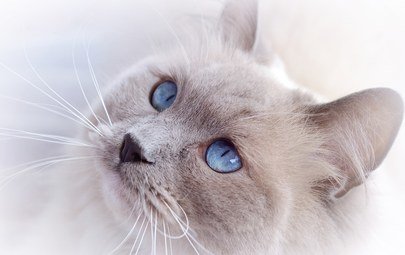 Пушистая кошка с голубыми глазами - кошка, кот, животные - оригинал