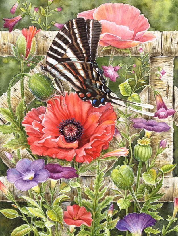 Бабочка с маком - цветы, мак, бабочка, полевые цветы - оригинал