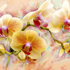 желтые орхидей