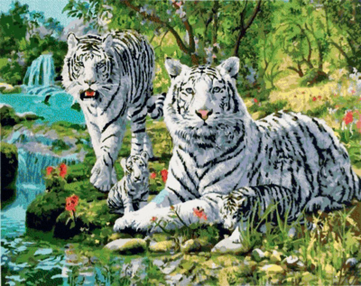Белый тигр - животные, белый тигр - предпросмотр