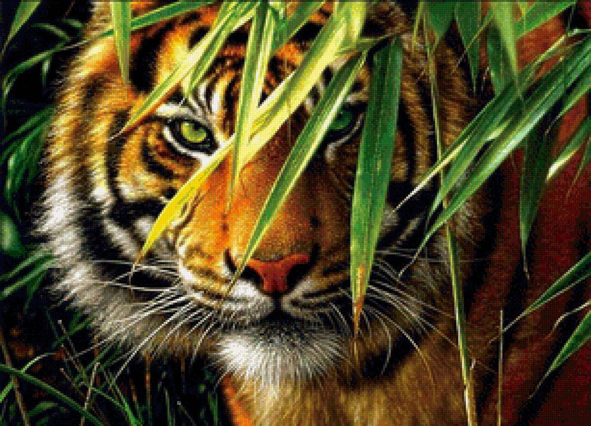 Тигр охотник - тигр, хищник, джунгли - предпросмотр