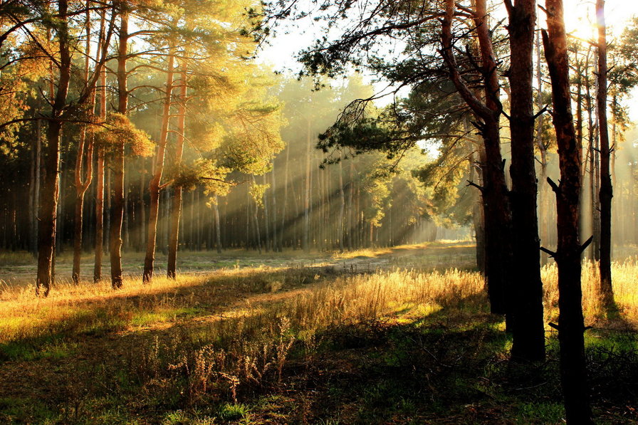 утро в лесу - утро, осень, природа, лес - оригинал