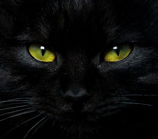 Черный кот 3 - черный, черный кот, глаза, морда, кот - оригинал