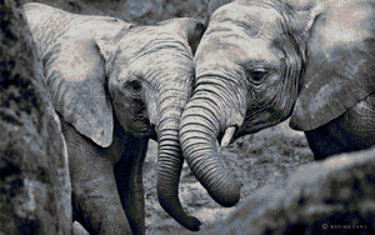 Слоны - слоны, пара слонов - предпросмотр
