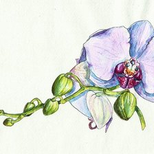 Оригинал схемы вышивки «Акварельная орхидея.» (№1314612)